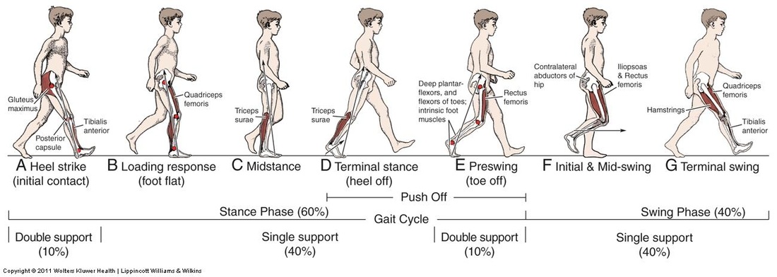 Walking and The Gait Cycle